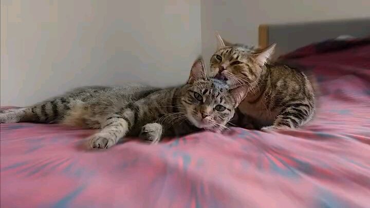 neighbours cat✨🥰