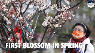 Cherished peaceful life as plum full blossoms in suburban Shanghai