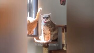 Funny Cats and Dogs Videos