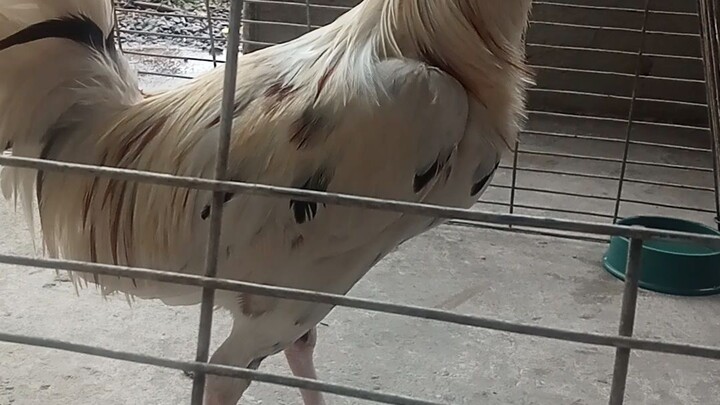 eto yung 3rd fyt unscratch sa BBGA ELEM