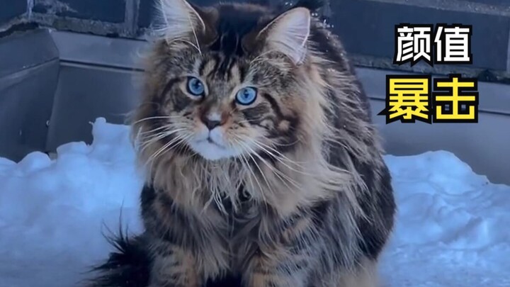 Those heartwarming animal videos!