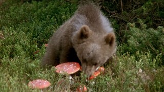 مظلة حمراء، وعصا بيضاء، الجميع في القرية يستلقيون معًا على الألواح.