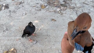 Even pet bird gets jealous over owner