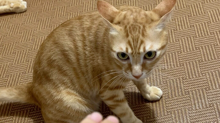 Bao Bị: Đừng để tao bắt được mày!