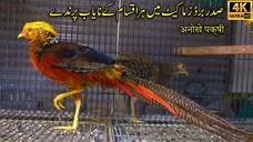 Saddar Exotic and Unique Birds Market 2023 Karachi