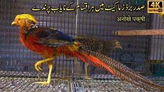 Saddar Exotic and Unique Birds Market 2023 Karachi