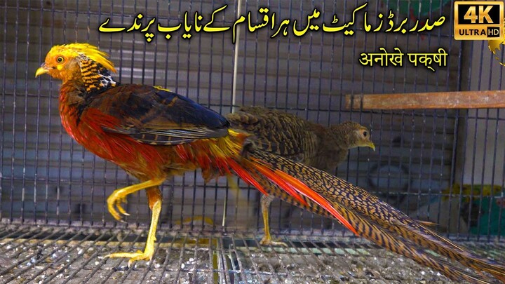 Saddar Exotic and Unique Birds Market 2023 Karachi