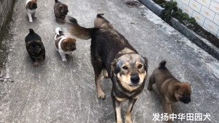 土狗妈妈带着一群小家伙开始认主人了