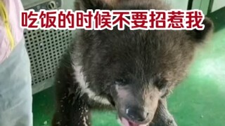 Kakak penjaga kebun binatang digigit oleh beruang kecil, jangan ganggu beruang kecil saat makan