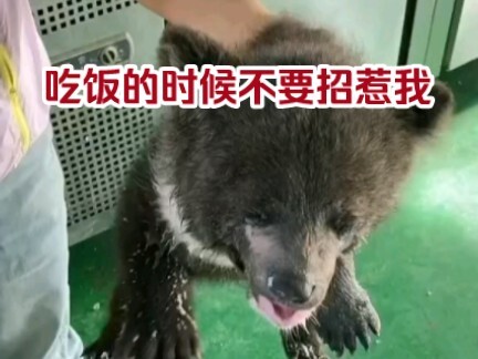 The zookeeper sister got bitten by the little bear—don't provoke the little bear while it's eating!