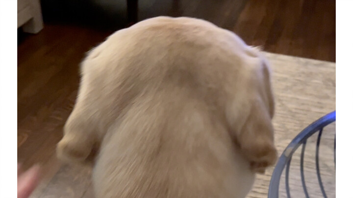 คุณต้องมีลาบราดอร์สักตัวไว้ผ่านฤดูหนาว