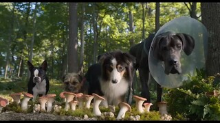 Strays - Official Trailer 2