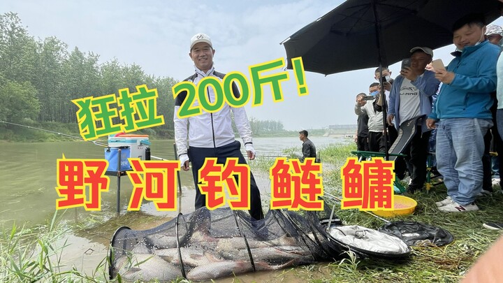 سمك الشبوط النهري في النهر البري يجنّ جنونه: 200 رطل من الأسماك في نصف يوم فقط!