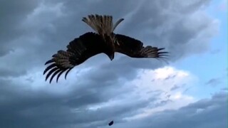 俄罗斯小哥在窗边投喂一只野生黑鸢，这一喂就是三年