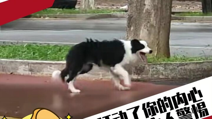 The dog won your heart, but you’ve made the dog owner wary.