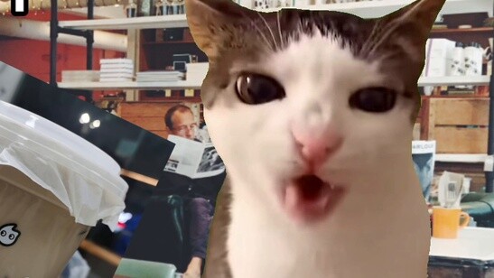 [Cat Meme] ประสบการณ์ได้ชานมอร่อยๆ สักถัง เพราะมีมีมแมว!