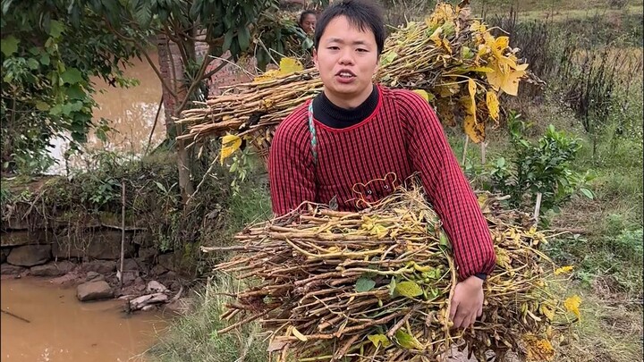 ครอบครัวเหล่าโต่วล้วนเป็น "ผู้จงรักภักดีและกล้าหาญ"!