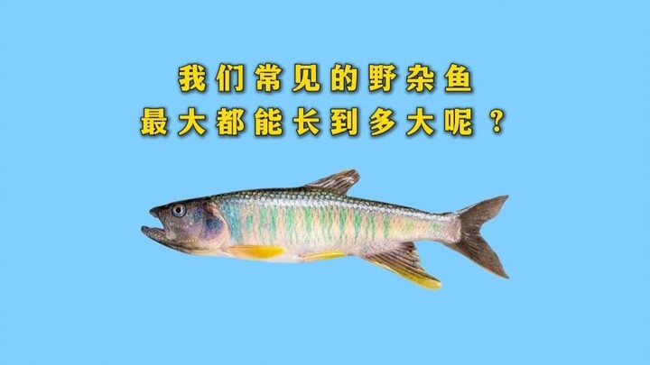 How big can the common wild fish we often see grow at most?