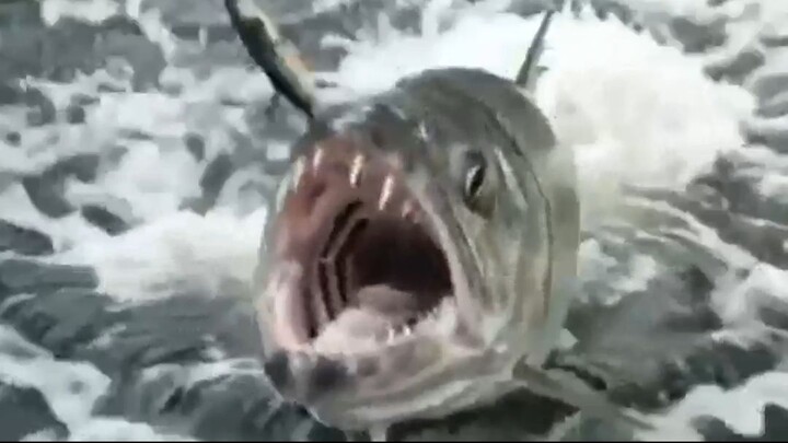 Heart Stopping, fishing strike