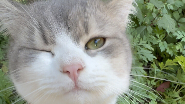 The kitten is so kissable!