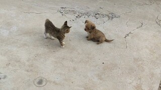 Perang Kucing dan Anjing "Anjing Tanah"