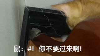 On the first night when the cat returned to the village, both the people and the mice were moved to 