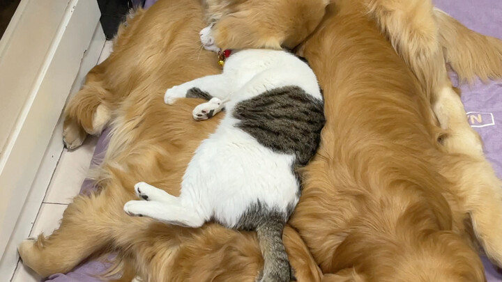 The cat squeezed off the bed