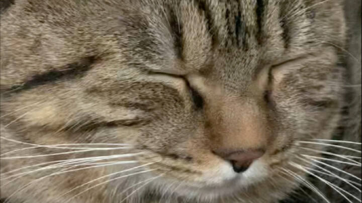 เจ้าเหมียวตัวเล็ก ทำประโยชน์ได้มาก!