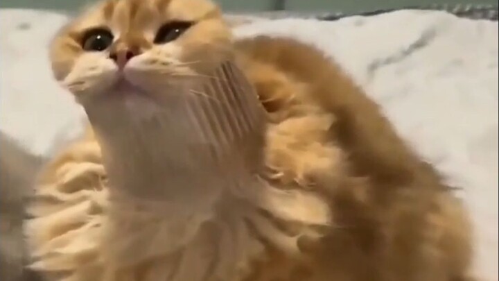 Kucing: Tolong aku, aku lagi-lagi terjebak!!!