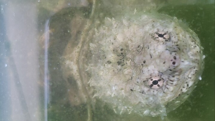 卧槽的沙雕鳄龟