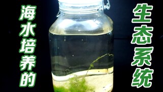 Eksperimen budidaya oleh netizen Inggris: ekosistem yang dikembangkan dari satu kaleng air laut