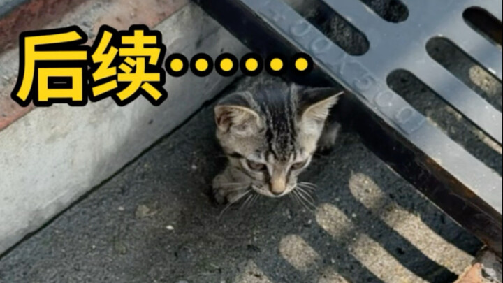 ความคืบหน้าหลังเก็บแมวมา! ควรรับเลี้ยงไว้ไหม?