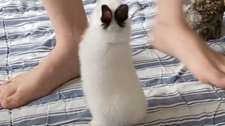 Kelinci kecil dengan pita di kepala