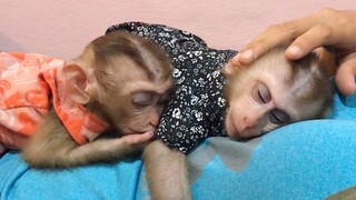 Two little monkeys sleeping on mommy