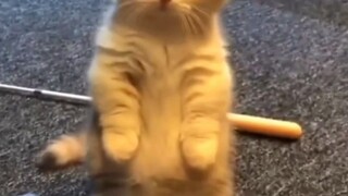 chat 😻😻😻