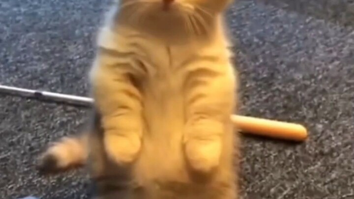 chat😻😻😻😻😻