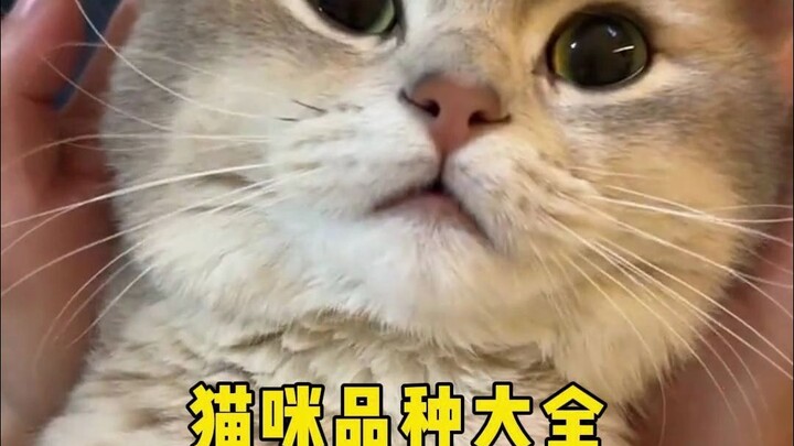 Daftar lengkap jenis-jenis kucing, apa lagi yang kamu tahu?