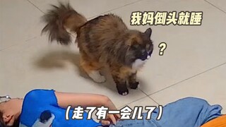 Quái dị à? Số 110 hả? Tôi bị con mèo nhà trêu chọc rồi, có ai quản không vậy?