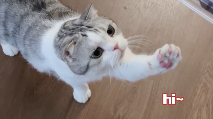 Mèo con giơ tay có nghĩa là gì nhỉ