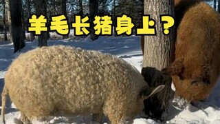 一身羊毛的猪！