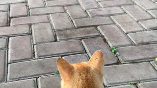 Sad Orange