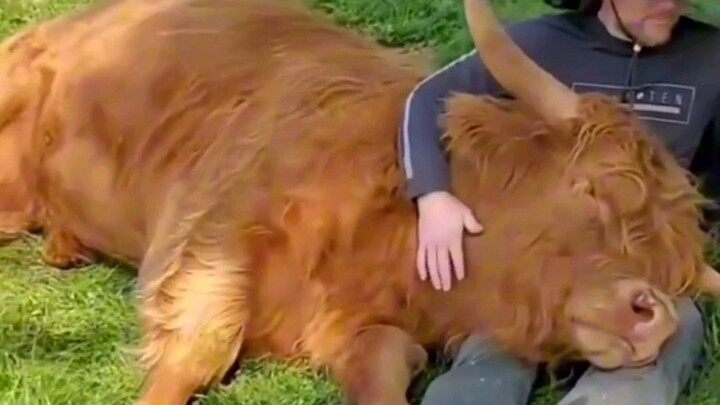 Bayi! Meski kamu seekor sapi, kamu tetap bayi Papa! #hewanlucu #sapi #binatang