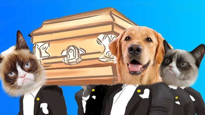 Funny Dog And Cute Kitten - Coffin Dance Meme ( Cover )