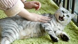 Thử Thách Làm Rối Bộ Lông Liếm Mượt Của Mèo. Mèo: Không Cần Tay Nữa À?