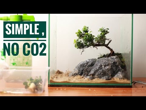 Aquascape Mini Bonsai | Low tech tank Low budget | PART 1 SETUP