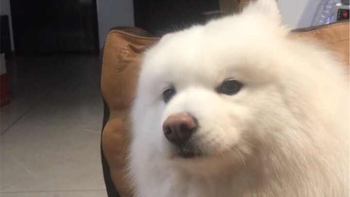 Đây là một chú chó lắm mồm.