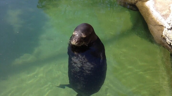 Seal spinning in circles