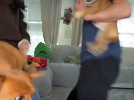 Anjing itu sangat marah
