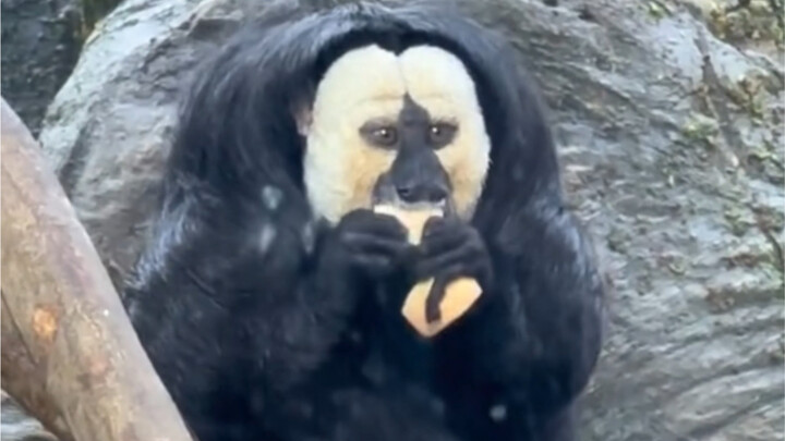 LMAO, the animals at Hongshan Zoo are seriously masters of the “business game”!