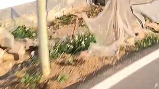 Berani mengejarku? Kalau begitu aku akan beri tahu kau akibat mengejarku!